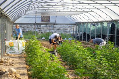 Agentes de los Mossos d’Esquadra ayer durante el desmantelamiento de la plantación.