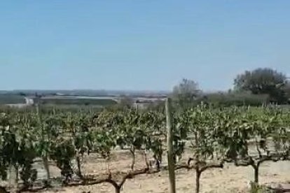 Imatges de vinyes devorades pels conills a Verdú.