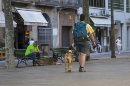 Convivència responsable amb els peluts