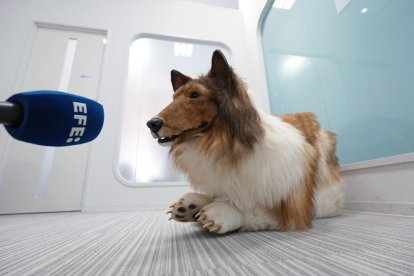 Un japonés se gasta 12.000 euros para 'convertirse' en perro