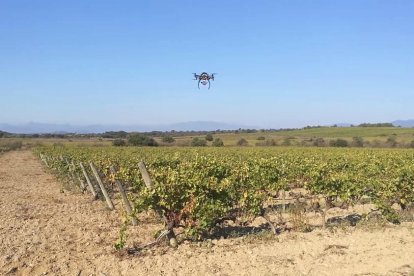 Robòtica i automatització,claus per a la competitivitatdel sector agrícola