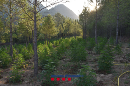 Un detenido al desmantelar una macroplantación con casi 5.000 plantas de marihuana en el Alt Urgell