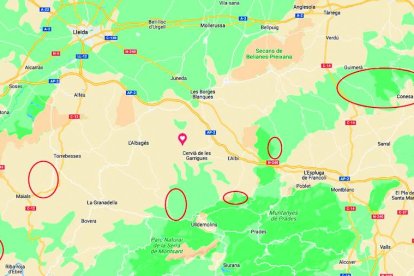 Francesc Roca pastura el ramat de cabres pels boscos de Fulleda. És l’únic pastor actiu en aquest municipi.