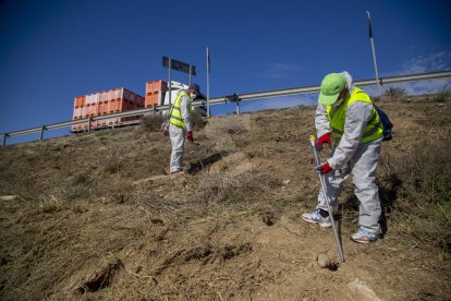 Apliquen biocida en 360 caus de conills a la carretera del Baix Segre