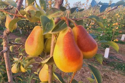 Los golpes de calor, cada vez más habituales, provocan daños como estos.
