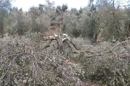 Miquel Prunera, el gener del 2021 a la finca de Bovera afectada per la nevada.