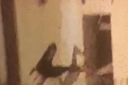 Capturas de un vídeo en el momento en el que el hombre saltó al balcón y cayó al vacío.