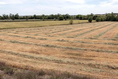 J. Mateu, Eduard Oronich, Miquel Ribelles, Eduardo Pons y E. Valls, todos afectados por la medida.
