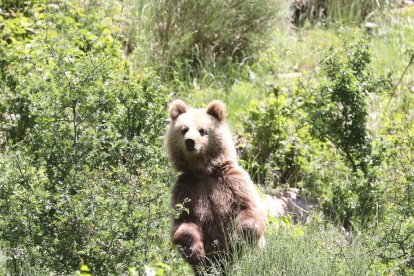 Un oso fotografiado en la Bonaigua.