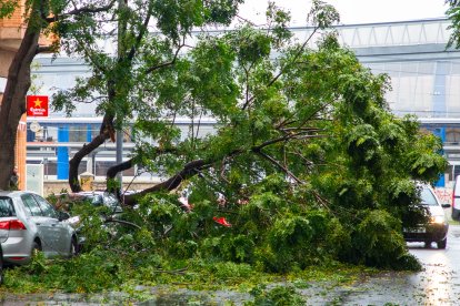 Un arbre tombat pel vent aquest dijous al barri de Pardinyes de Lleida.