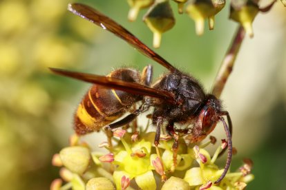Vespa asiàtica. És molt més perillosa que l’autòctona per a les persones que pateixen al·lèrgia a les seues picades