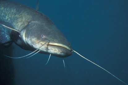 SILUR. Viu a les profunditats dels pantans i es va introduir als anys setanta a Mequinensa per a la pesca esportiva