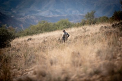 Una agent rural buscant exemplars de cactus invasors al Pallars Jussà.