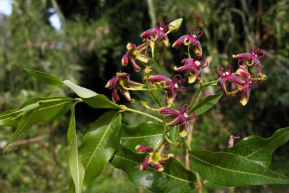 Periploca graeca. Aquesta planta enfiladissa s’expandeix de manera mot ràpida i està colonitzant sobretot els boscos de ribera