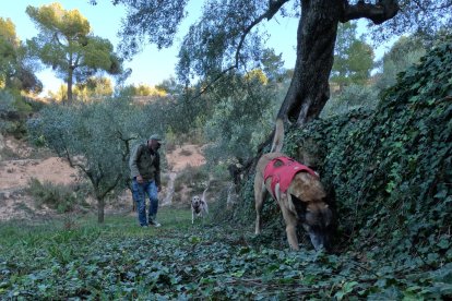 L’Olivia i la Jara són dos gosses ensinistrades per buscar tortugues.
