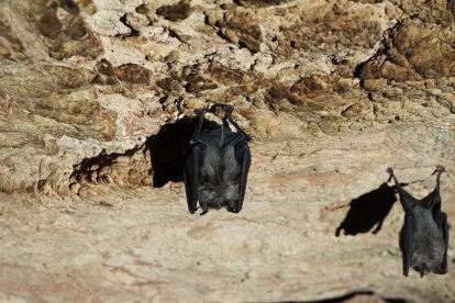 excursions subterrànies pel pirineu i les terres de Llleida
