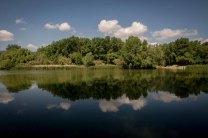 de dalt a baix. Un sisó (Tetrax tetrax), parella de ganga (Pterocles alchata) i un bernat pescaire (Ardea cinerea).