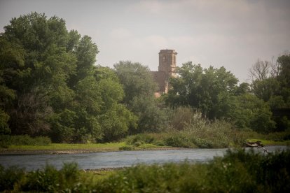 de dalt a baix. Un sisó (Tetrax tetrax), parella de ganga (Pterocles alchata) i un bernat pescaire (Ardea cinerea).
