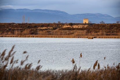 de dalt a baix. Un sisó (Tetrax tetrax), parella de ganga (Pterocles alchata) i un bernat pescaire (Ardea cinerea).