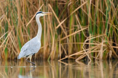 de dalt a baix. Un sisó (Tetrax tetrax), parella de ganga (Pterocles alchata) i un bernat pescaire (Ardea cinerea).