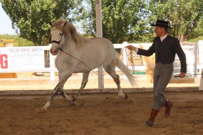 exit de participació. Més de 70 ramaderies van viatjar fins a Mollerussa per mostrar els seus millors exemplars.