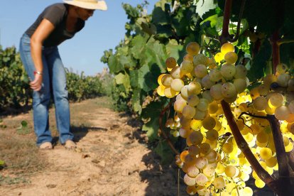 Els vins actuals. El celler acaba de crear Rubiòls. Els seus predecessors són SòlsXarel i Flor Xarel.