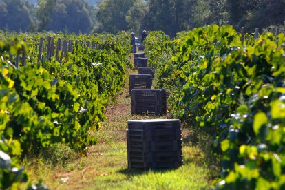 Els vins actuals. El celler acaba de crear Rubiòls. Els seus predecessors són SòlsXarel i Flor Xarel.