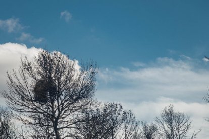 ascó. Des de les finques situades al sud del terme de Llardecans la Central Nuclear és relativament a prop en línia recta. A la foto diverses finques cremades i altres que van salvar-se.