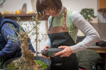 fruita. Sobretot es treballen en bonsai aquelles espècies que fan fruits d’acord amb la mida de l’arbre.