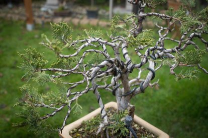 fruita. Sobretot es treballen en bonsai aquelles espècies que fan fruits d’acord amb la mida de l’arbre.