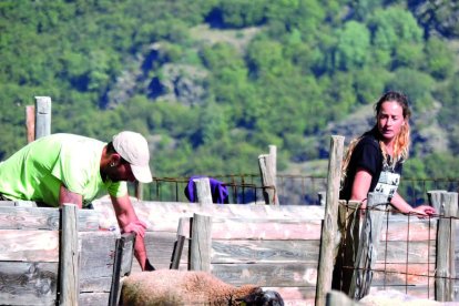responsabilitat. “Us cuidaré tan bé com sàpiga”, diu a les ovelles, just en l’època que ella està a punt de ser mare.