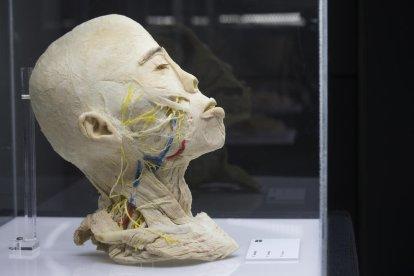 nervis i artèries. En groc, els nervis cranials, i en vermell i blau, l’artèria caròtida externa i les seves rames.