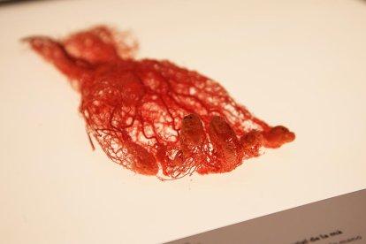 nervis i artèries. En groc, els nervis cranials, i en vermell i blau, l’artèria caròtida externa i les seves rames.