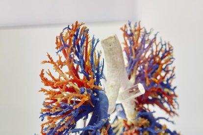 nervis i artèries. En groc, els nervis cranials, i en vermell i blau, l’artèria caròtida externa i les seves rames.