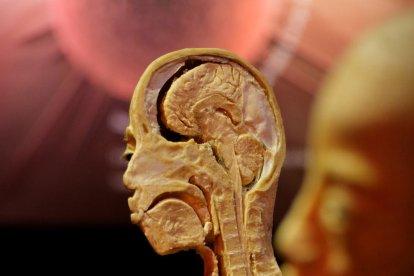 nervis i artèries. En groc, els nervis cranials, i en vermell i blau, l’artèria caròtida externa i les seves rames.