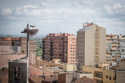 contrastos. Les mateixes cigonyes que posen els nius en boscos de ribera salvatges s’alimenten als abocadors.