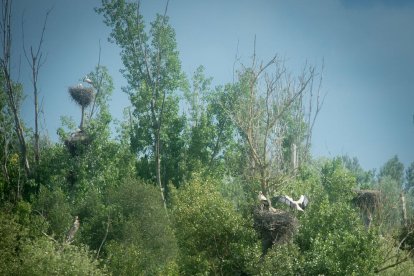 contrastos. Les mateixes cigonyes que posen els nius en boscos de ribera salvatges s’alimenten als abocadors.