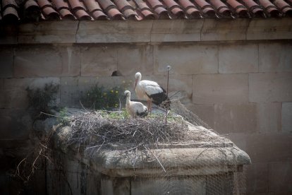 contrastos. Les mateixes cigonyes que posen els nius en boscos de ribera salvatges s’alimenten als abocadors.