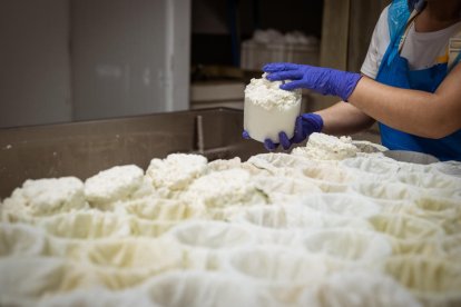 pastura. Les més de vuit-centes cabres de Cal Quitèria mengen el farratge que ells mateixos produeixen.