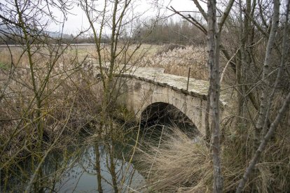 vegetació. La natura ha envaït les estances nobles.