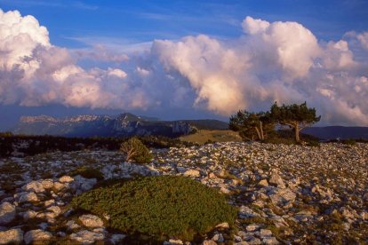 cérvols i carronyaires. Una femella adulta i un altra d’un any. Al costat, un grup de carronyaires vistos des de l’observatori.