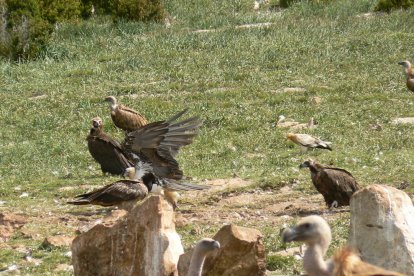 cérvols i carronyaires. Una femella adulta i un altra d’un any. Al costat, un grup de carronyaires vistos des de l’observatori.