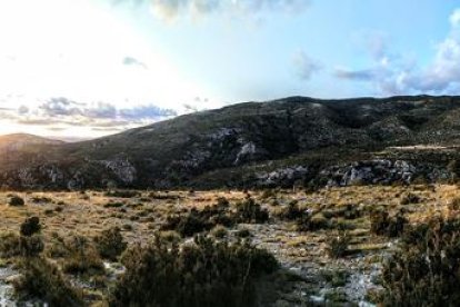 cérvols i carronyaires. Una femella adulta i un altra d’un any. Al costat, un grup de carronyaires vistos des de l’observatori.