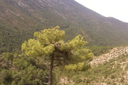 cérvols i carronyaires. Una femella adulta i un altra d’un any. Al costat, un grup de carronyaires vistos des de l’observatori.