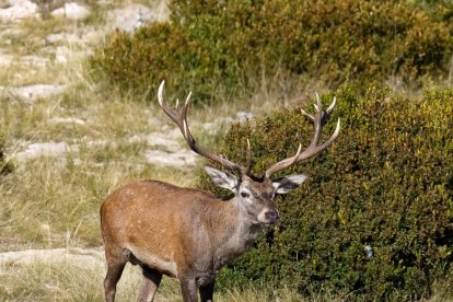 cérvols i carronyaires. Una femella adulta i un altra d’un any. Al costat, un grup de carronyaires vistos des de l’observatori.