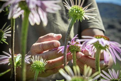 a mil metres d’alçada. Araós, a la Vall Farrera, és l’escenari del projecte de vida de la Gemma i el Pedro.