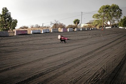 L'ONG Benawara, protectora d'animals i plantes establerta a l'illa, rescata i atén tant animals que s'hagin perdut com de famílies que no poden ferse'n càrrec