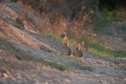 danys irreparables. Quan roseguen l’escorça d’un fruiter el deixen malmès i fins i tot poden arribar a matar-lo.