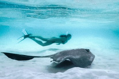 Els peixos de companyia. La gran varietat de peixos i les barreres de coralls fan imprescindible una capbussada.