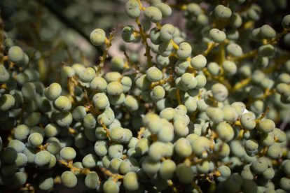 Per fer viver només cal recollir i plantar el fruit que donen les palmeres 'femelles'. Per poder ser trasplantada a terra, es triga dos anys en viver.